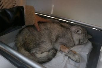 Turska: Mačka spašena ispod ruševine 49 dana nakon zemljotresa Turska: Mačka spašena ispod ruševine 49 dana nakon zemljotresa