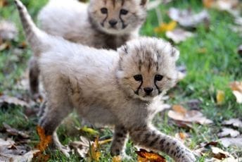 U Indiji rođena četiri mladunca geparda prvi put nakon više od 70 godina U Indiji rođena četiri mladunca geparda prvi put nakon više od 70 godina