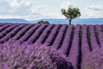 Ovo su neka od najljepših i najvećih polja lavande na planeti Ovo su neka od najljepših i najvećih polja lavande na planeti