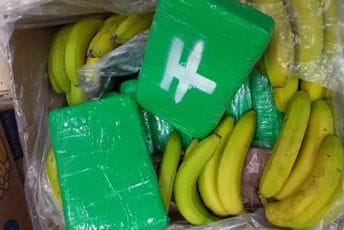 U pošiljci banana iz Ekvadora našli dvije tone kokaina U pošiljci banana iz Ekvadora našli dvije tone kokaina