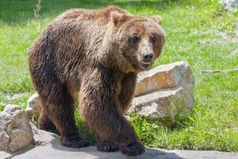 Na Pirinejima prošle godine bilo 76 mrkih medvjeda Na Pirinejima prošle godine bilo 76 mrkih medvjeda