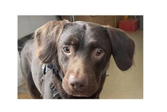 Nesvakidašnja priča iz Engleske: Pas Koko izliječen od alkoholizma Nesvakidašnja priča iz Engleske: Pas Koko izliječen od alkoholizma