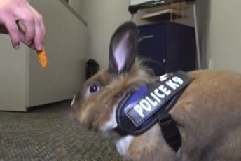 Upoznajte pozornika Hopsa, najslađeg „policajca“ na svijetu Upoznajte pozornika Hopsa, najslađeg „policajca“ na svijetu