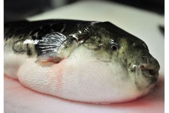 Muž i žena umrli nakon što su pojeli ekstremno otrovnu ribu, prošle godine jedna je ulovljena i u Jadranu Muž i žena umrli nakon što su pojeli ekstremno otrovnu ribu, prošle godine jedna je ulovljena i u Jadranu