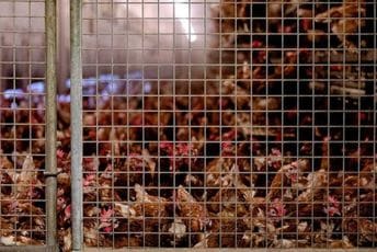 Šest mjeseci zatvora jer je nasmrt preplašio kokoši susjeda Šest mjeseci zatvora jer je nasmrt preplašio kokoši susjeda