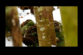 VIDEO: U NP Biogradska gora snimljeni mladunci divlje svinje VIDEO: U NP Biogradska gora snimljeni mladunci divlje svinje