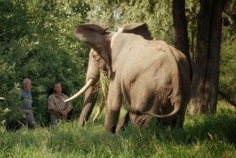 Otkinuli im glave i odnijeli kljove: Lovokradice u Africi nastavljaju da desetkuju populaciju slonova Otkinuli im glave i odnijeli kljove: Lovokradice u Africi nastavljaju da desetkuju populaciju slonova