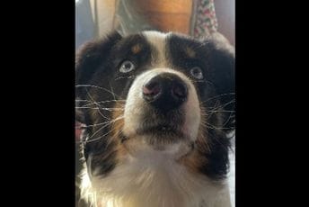 Pas se vratio kući poslije putovanja od 240 kilometara preko leda Pas se vratio kući poslije putovanja od 240 kilometara preko leda