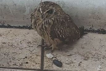 Nevjerovatna vijest iz Budve: Na balkon zgrade sletjela ristka sova, izuzetno rijetka ptica za CG Nevjerovatna vijest iz Budve: Na balkon zgrade sletjela ristka sova, izuzetno rijetka ptica za CG