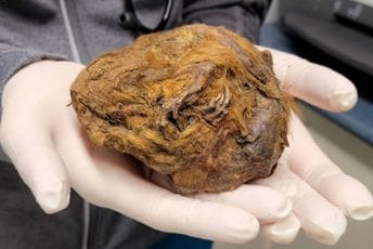 Rendgen riješio misteriju mumificiranog stvorenja starog 30.000 godina Rendgen riješio misteriju mumificiranog stvorenja starog 30.000 godina