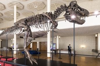 Kostur tiranosaura prodat za za preko pet miliona eura Kostur tiranosaura prodat za za preko pet miliona eura