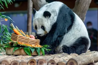 Na Tajlandu uginula posljednja džinovska panda: Doživjela duboku starost Na Tajlandu uginula posljednja džinovska panda: Doživjela duboku starost