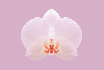 Japan: Otkrivena nova vrsta orhideje koja liči na staklo