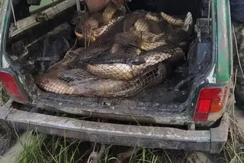 Krivolov na Skadarskom jezeru: Zaplijenjeno 150 kg ribe, sredstvo za izlov strujom… Krivolov na Skadarskom jezeru: Zaplijenjeno 150 kg ribe, sredstvo za izlov strujom…