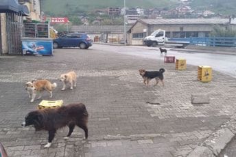 Opasnost za građane Bijelog Polja: Šugavi psi na javnim površinama Opasnost za građane Bijelog Polja: Šugavi psi na javnim površinama