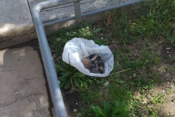 Zeković: Nehumani smo prema životinjama, leglo štenaca ostavljeno u plastičnoj kesi Zeković: Nehumani smo prema životinjama, leglo štenaca ostavljeno u plastičnoj kesi