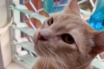 Zbog mačka propustila let i ostala bez 3.000 dolara Zbog mačka propustila let i ostala bez 3.000 dolara