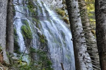 Pukle čeline u NP Durmitor Pukle čeline u NP Durmitor