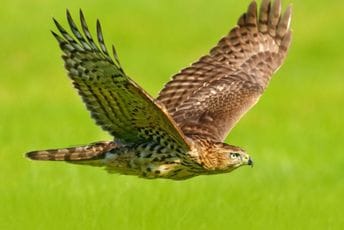 Škotska: Čovjek otišao na trčanje, napao ga jastreb i napravio mu šest rupa na glavi Škotska: Čovjek otišao na trčanje, napao ga jastreb i napravio mu šest rupa na glavi