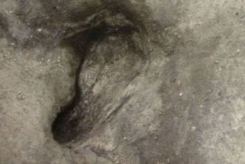 "Ljudi iz Heidelberga": U Njemačkoj pronađeni otisci stopala stari 300.000 godina "Ljudi iz Heidelberga": U Njemačkoj pronađeni otisci stopala stari 300.000 godina