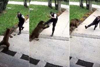 BiH: Medvjed napao radnika obezbjeđenja u Bugojnu BiH: Medvjed napao radnika obezbjeđenja u Bugojnu