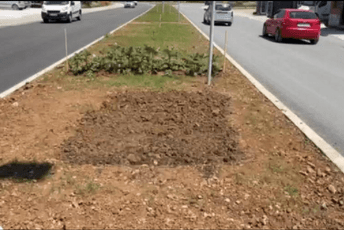 (FOTO) Podgorica: Jagode i krompir rastu na bulevaru