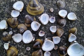 Opasnost za ekosistem: Invazivna azijska školjka primijećena u Skaradskom jezeru Opasnost za ekosistem: Invazivna azijska školjka primijećena u Skaradskom jezeru