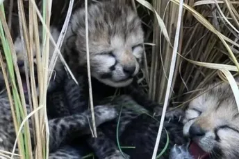 Mladunčad geparda uginula u indijskom nacionalnom parku Mladunčad geparda uginula u indijskom nacionalnom parku