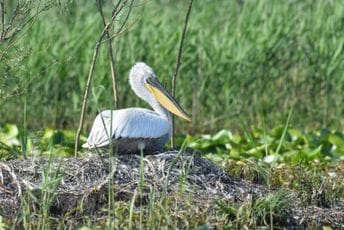 Pelikani ipak gnijezde na Skadarskom jezeru