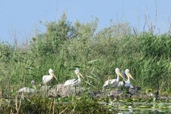 Na Skadarskom jezeru 165 odraslih pelikana i 32 ptića