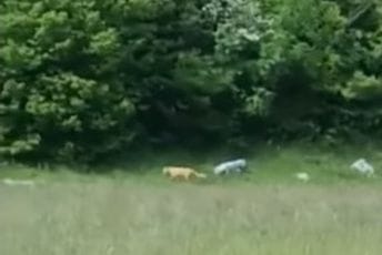 Puma primijećena na Grahovu? (VIDEO)