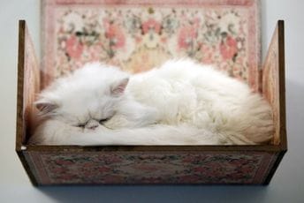 Persijske mačke u Teheranu imaju svoj mjau-muzej