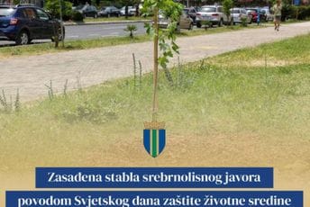 Bar: Zasađena stabla srebrnolisnog javora povodom Svjetskog dana zaštite životne sredine