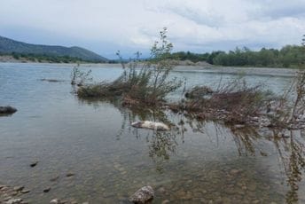 Užasavajući prizori na Morači: Voda nosi mrtve životinje, na obali deponije i otpad