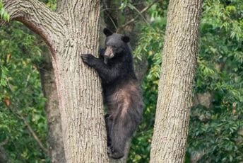 Neobična policijska potjera u Vašingtonu: Naskon višesatne akcije uhvatili medvjeda u blizini Bijele kuće Neobična policijska potjera u Vašingtonu: Naskon višesatne akcije uhvatili medvjeda u blizini Bijele kuće