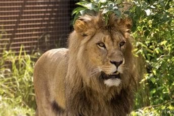 Evo kako danas izgleda spašeni lav Nikola Evo kako danas izgleda spašeni lav Nikola