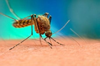 Sjeverna Makedonija: Sedam osoba hospitalizovano zbog groznice Zapadnog Nila