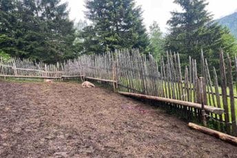 Petnjica: Vukovi zaklali osam jagnjadi Petnjica: Vukovi zaklali osam jagnjadi