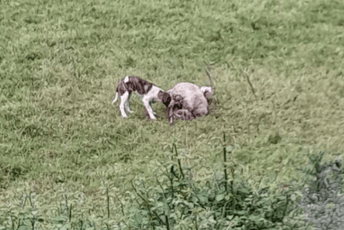 Cetinje: Psi lutalice zaklali četiri ovce i petoro jagnjadi Cetinje: Psi lutalice zaklali četiri ovce i petoro jagnjadi