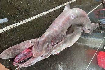 Uhvaćena "đavolja ajkula": Zovu je živim fosilom, teška je čak 800 kilograma i čudo je da je uopšte ulovljena Uhvaćena "đavolja ajkula": Zovu je živim fosilom, teška je čak 800 kilograma i čudo je da je uopšte ulovljena