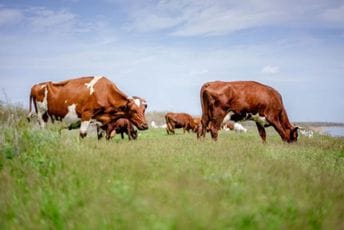 U borbi protiv klimatskih promjena: Irska planira da usmrti 200.000 goveda U borbi protiv klimatskih promjena: Irska planira da usmrti 200.000 goveda