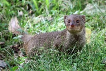 CZIP: Mungos - invazivna vrsta o kojoj se u Crnoj Gori malo zna CZIP: Mungos - invazivna vrsta o kojoj se u Crnoj Gori malo zna