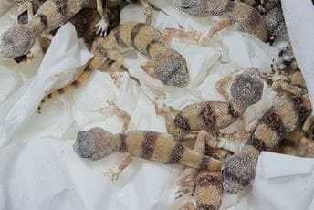 Na bečkom aeorodromu: Kod Etiopljanina pronašli skoro 90 živih reptila Na bečkom aeorodromu: Kod Etiopljanina pronašli skoro 90 živih reptila