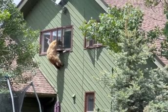 Medvjed se popeo uz kuću, ušao kroz prozor i pojeo krmenadle Medvjed se popeo uz kuću, ušao kroz prozor i pojeo krmenadle