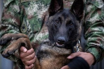 Tragaju za psom koji je pomogao u pronalaženju djece u Amazoniji Tragaju za psom koji je pomogao u pronalaženju djece u Amazoniji