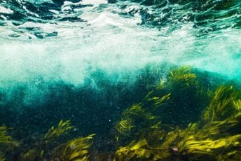 Otrovne alge usmrtile stotine kitova i morskih lavova u Kaliforniji Otrovne alge usmrtile stotine kitova i morskih lavova u Kaliforniji