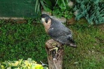 Četiri dana bili u gepeku: Zaustavljeno krijumčarenje sokolova na GP Debeli brijeg Četiri dana bili u gepeku: Zaustavljeno krijumčarenje sokolova na GP Debeli brijeg