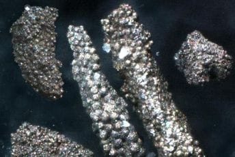 Tokom izgradnje željeznice u Beču: Otkriveni misteriozni fosili Tokom izgradnje željeznice u Beču: Otkriveni misteriozni fosili