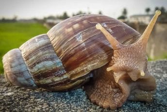 Ljudi u izolaciji: Invazija džinovskih puževa, opasni su po ljude, jedu i kreč sa zgrada Ljudi u izolaciji: Invazija džinovskih puževa, opasni su po ljude, jedu i kreč sa zgrada
