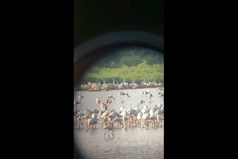 Flamingosi na Solani vježbaju gniježđenje